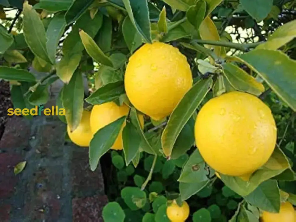 Ponderosa Lemon Tree Planting Seeds  Grow Your Own Citrus Indoors Or Outdoors Fruit