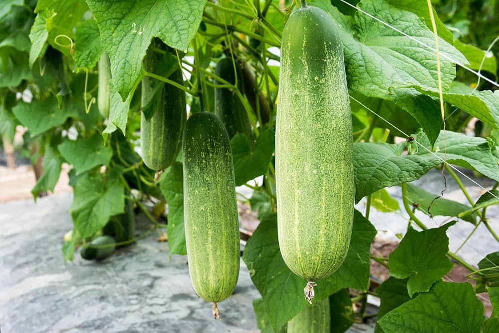 Long slender cucumbers grown from Poona Kheera seeds