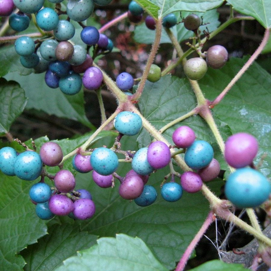 Ornamental porcelain berry vine climbing a garden trellis