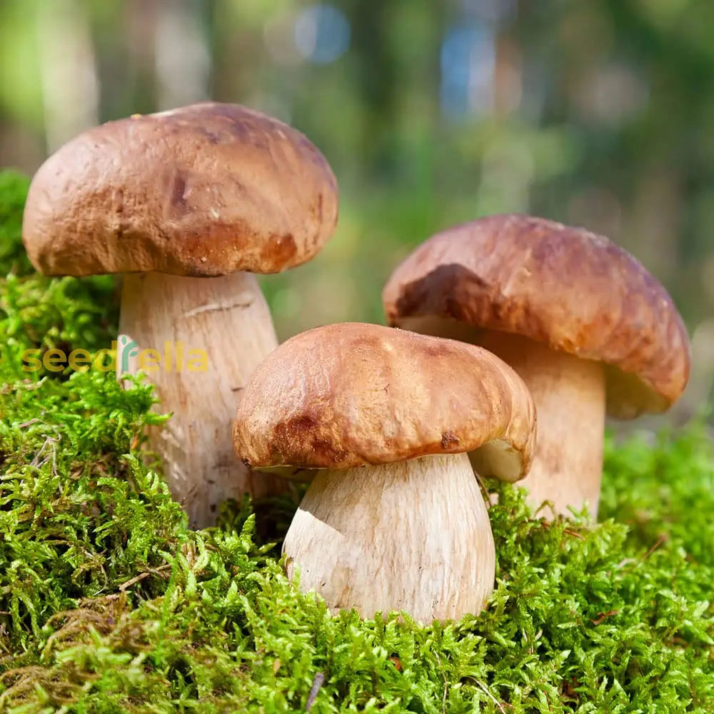 Porcini edible mushroom seeds indoor gardening