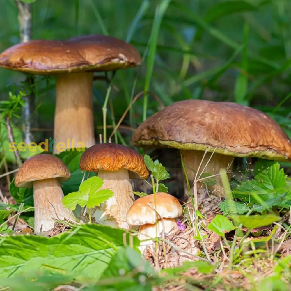 High quality Porcini Mushroom seeds non GMO