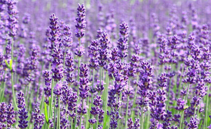 Portuguese Spike Lavender herb with aromatic foliage and purple blooms