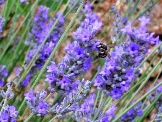 Portuguese Spike Lavender plant with purple flower spikes and gray-green foliage