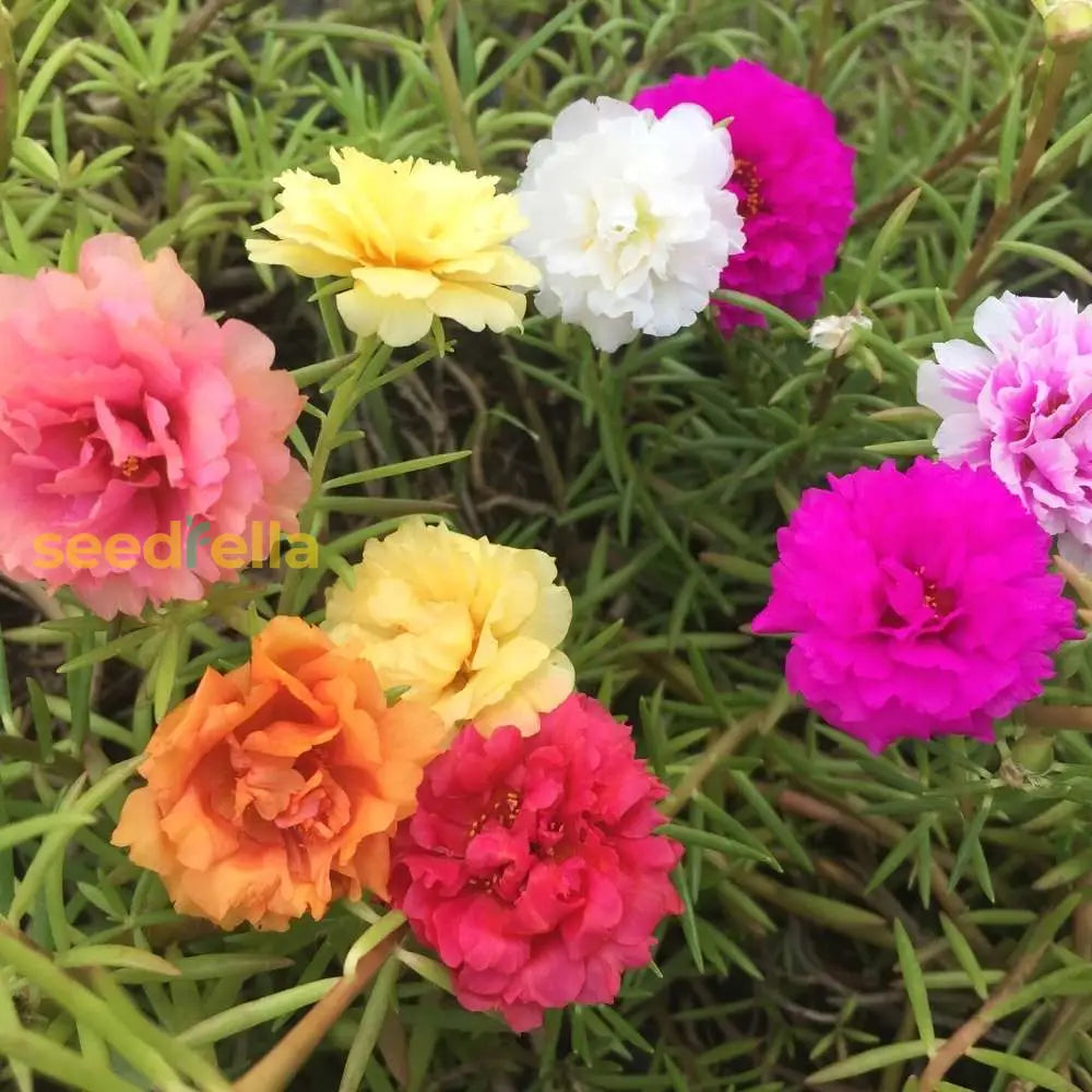 Portulaca Flower Planting Seeds - Brighten Your Garden With Vibrant Blooms