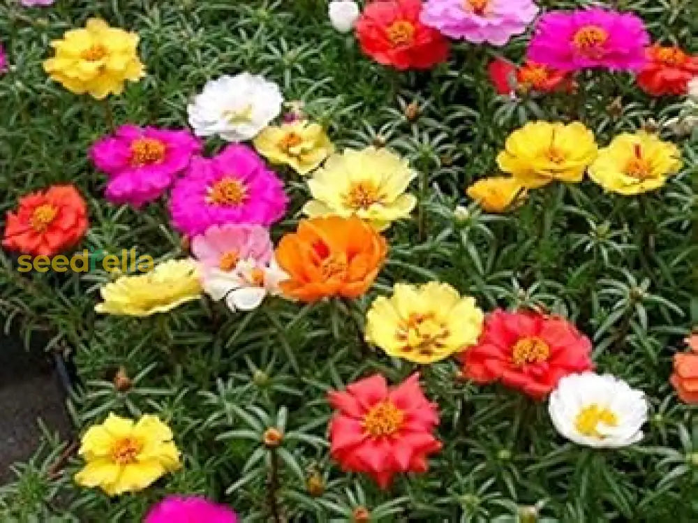 Portulaca Flower Planting Seeds - Brighten Your Garden With Vibrant Blooms