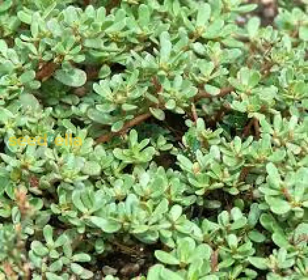 Green Portulaca Oleracea (Purslane) seed germination and planting guide