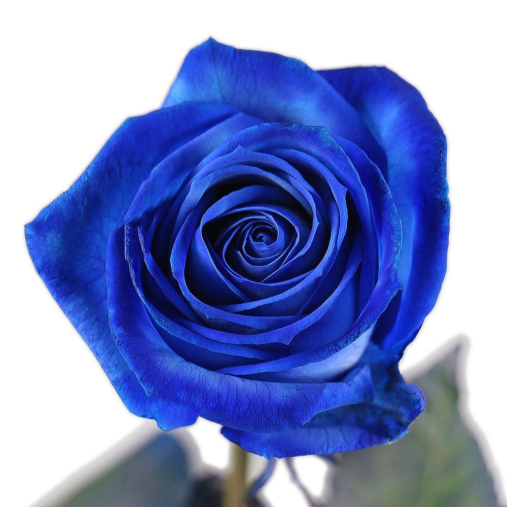 Dark Blue Rose Flower Seeds For Planting - Elegant Annuals Your Garden