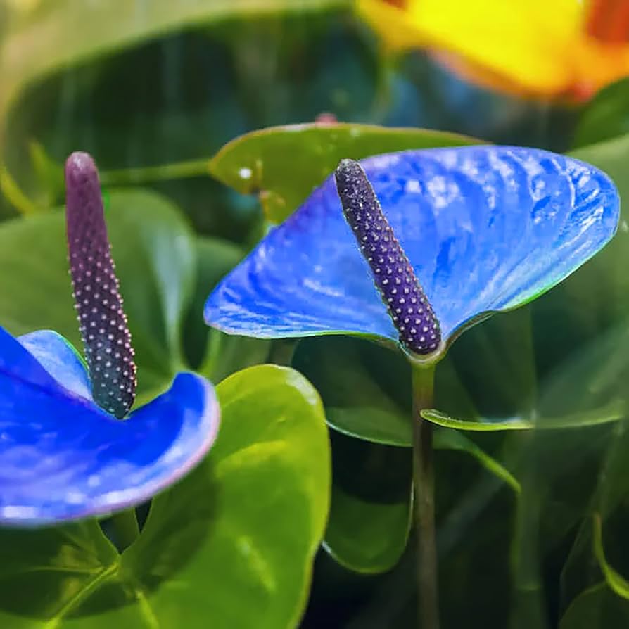 Blue Anthurium Flower in Decorative Pot