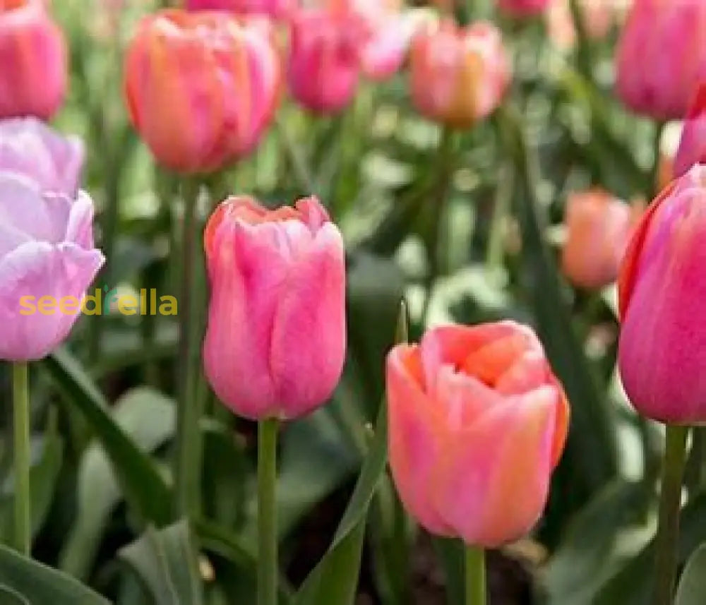 Light Pink Tulip Flowers in Pots