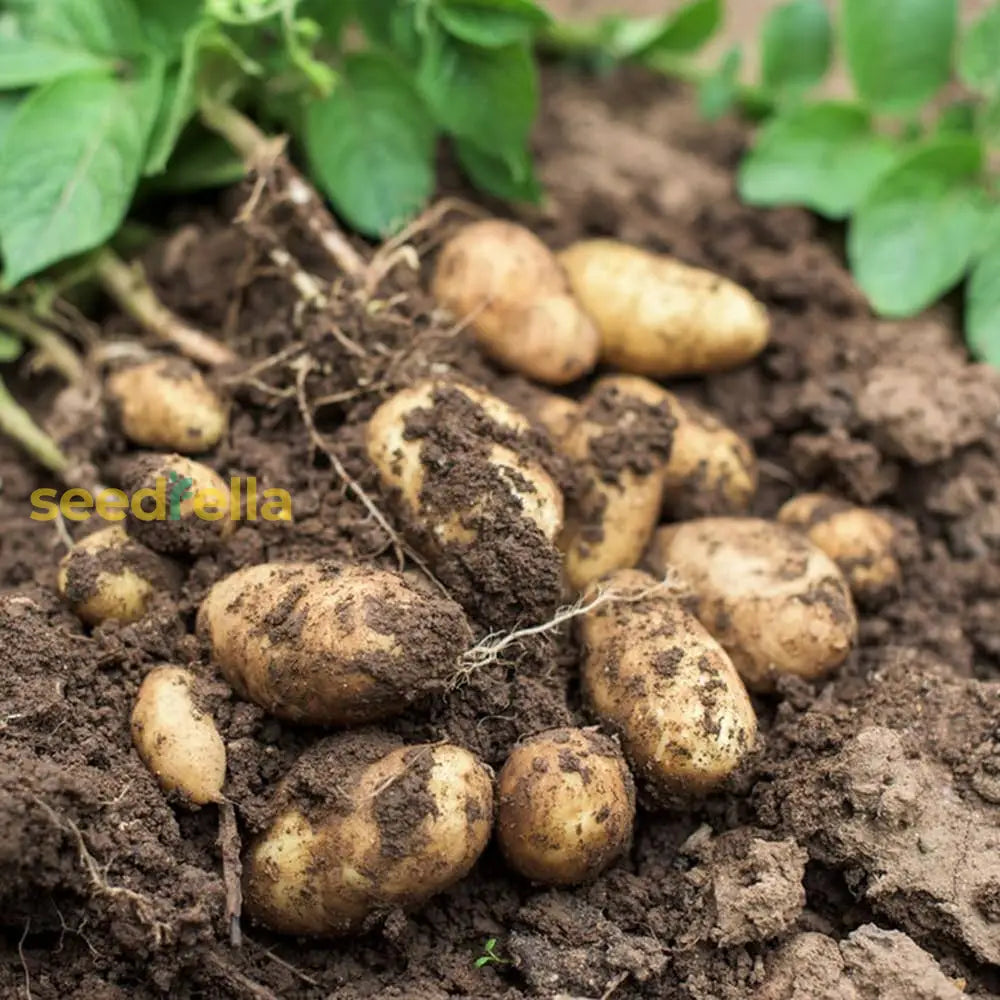 Potato Seeds For Home Gardening And Planting Vegetable Seeds