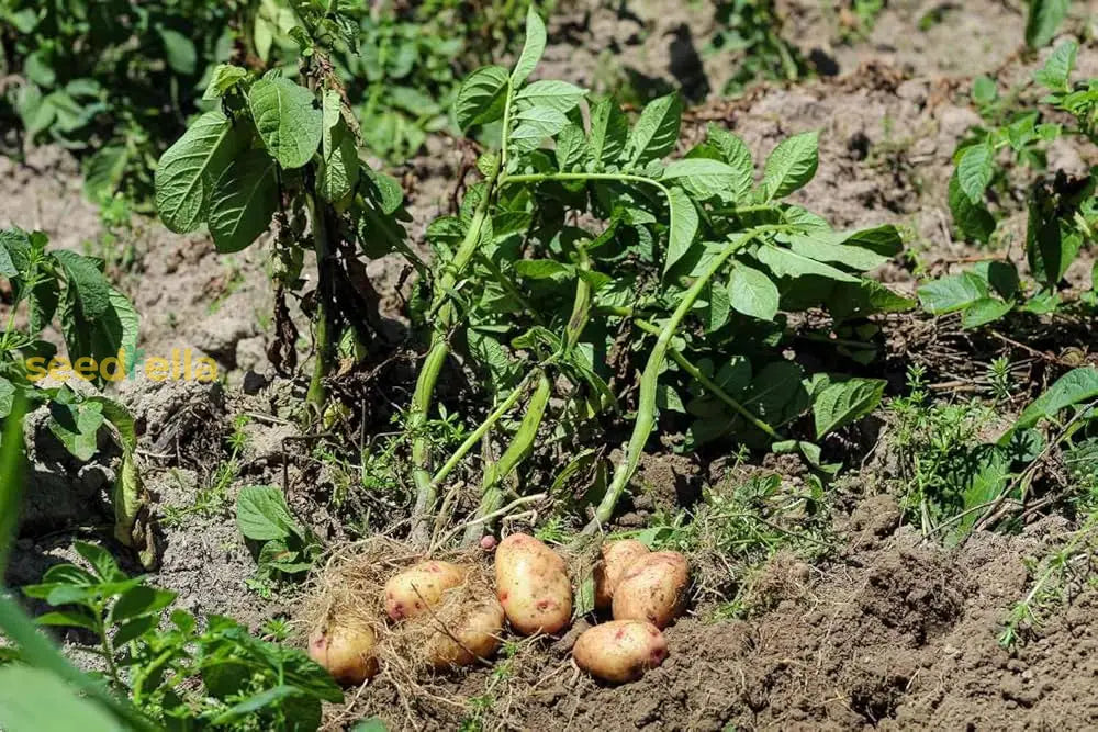 Potato Seeds For Home Gardening And Planting Vegetable Seeds