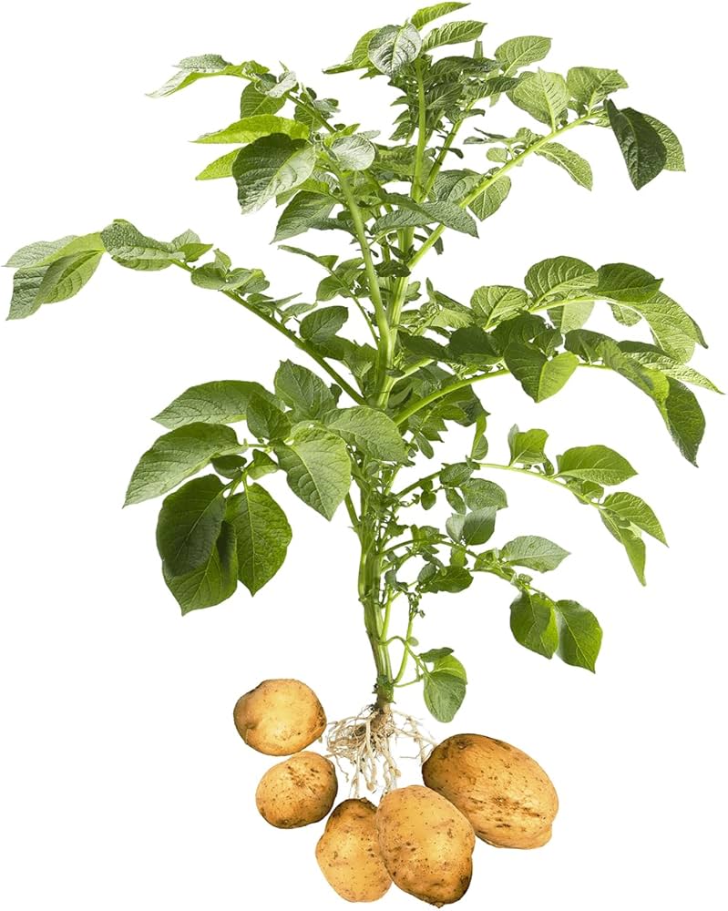 Potato seeds Solanum tuberosum for planting