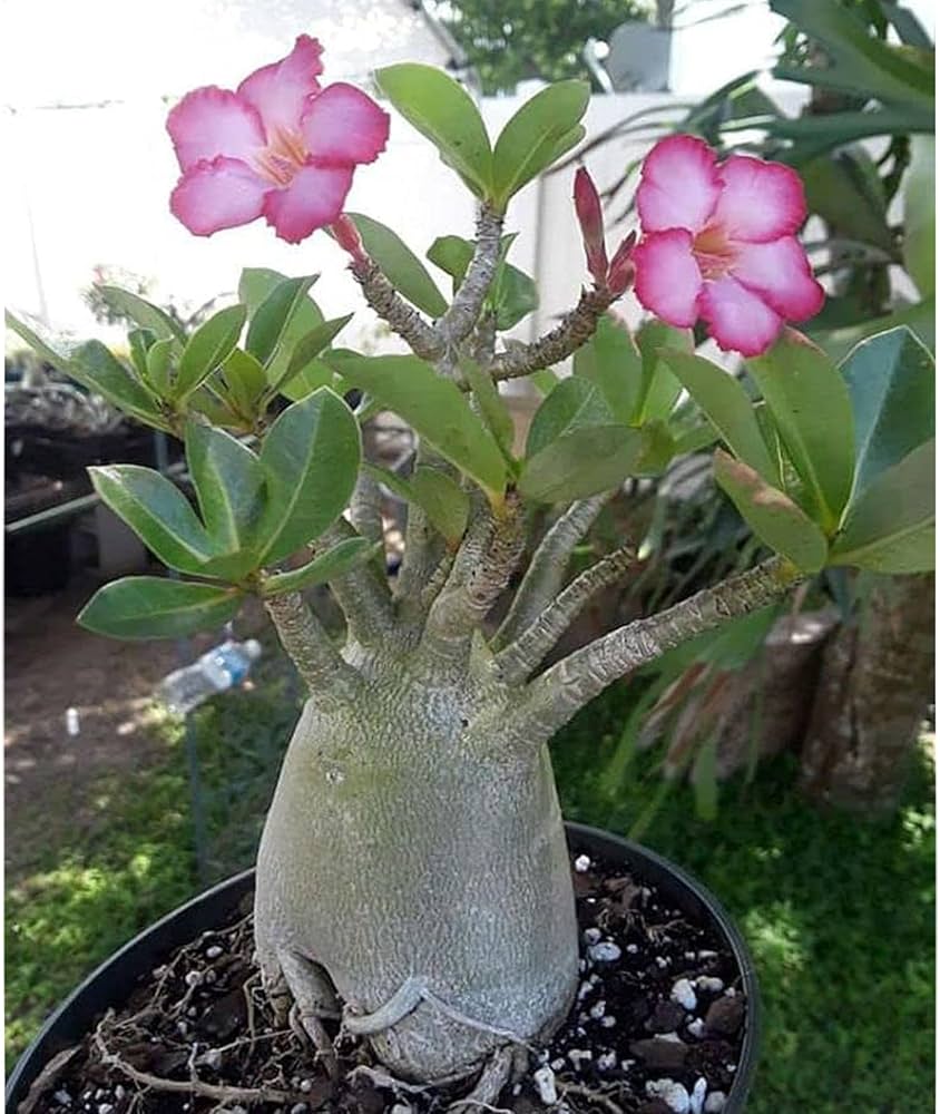 Adenium Obesum Flowers in Pots – Pink & Yellow Blooms