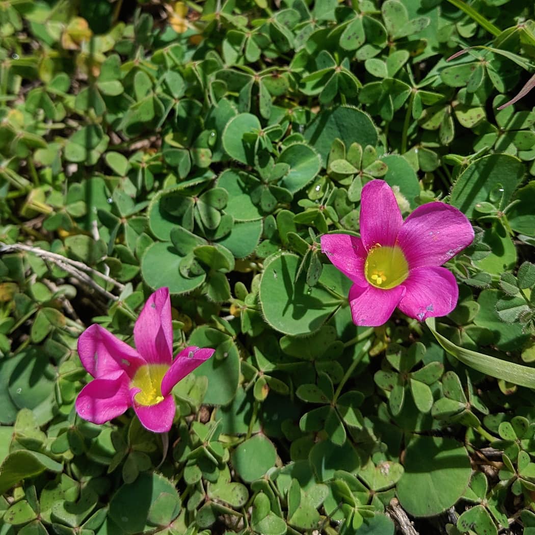 African Oxalis Flowers in Pots