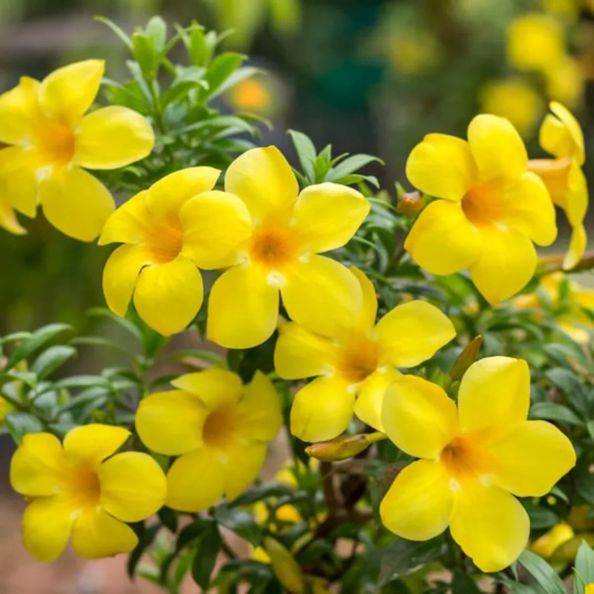 Allamanda Flowers Growing in Pots