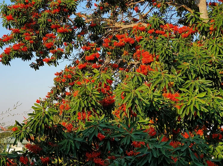 Alloxylon Tree Growing in Pots