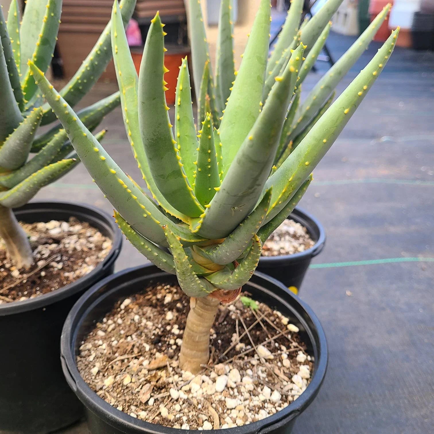 Aloe Dichotoma Plants in Pots