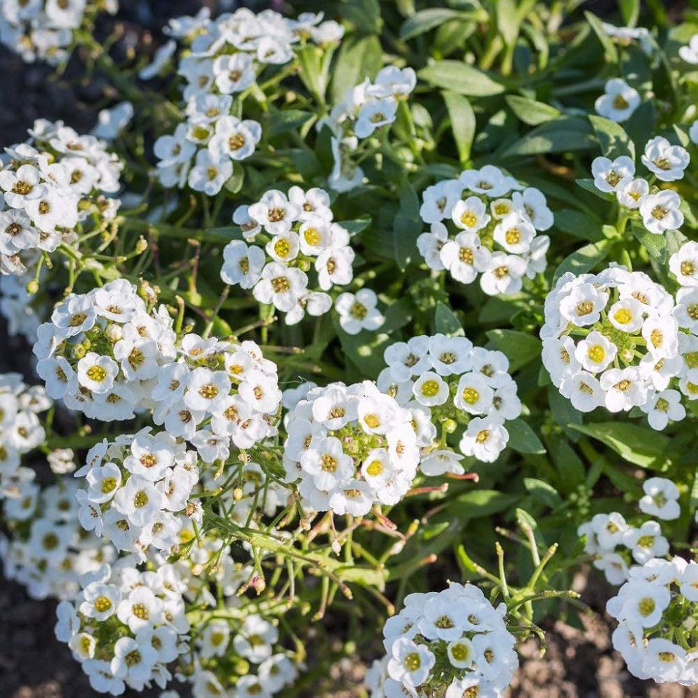 Alyssum Flowers in Pots
