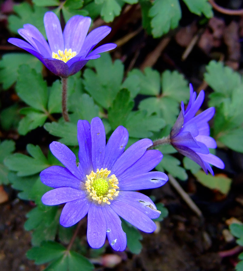 Anemone Blanda Flowers in Pots