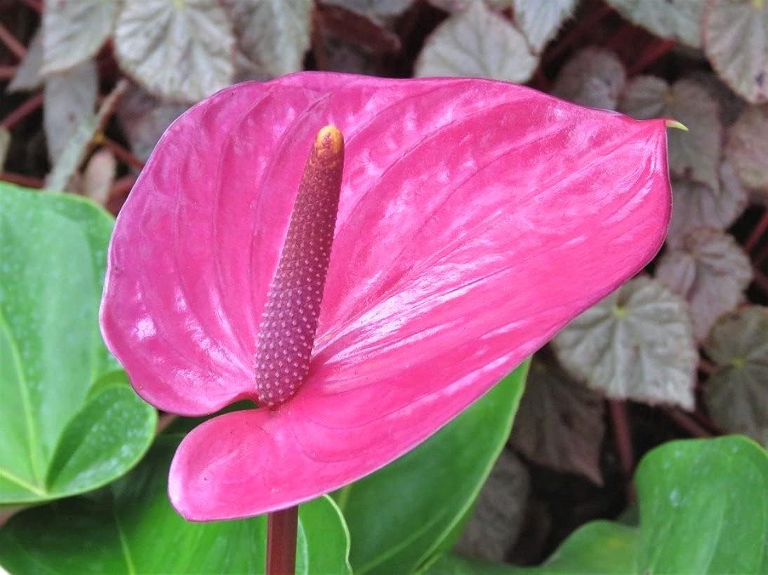 Anthurium Pink Flowers in Pots