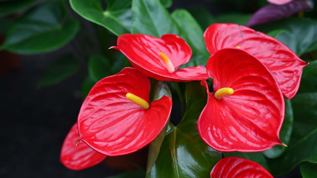 Exotic Anthurium Red & White Flowers in Pots