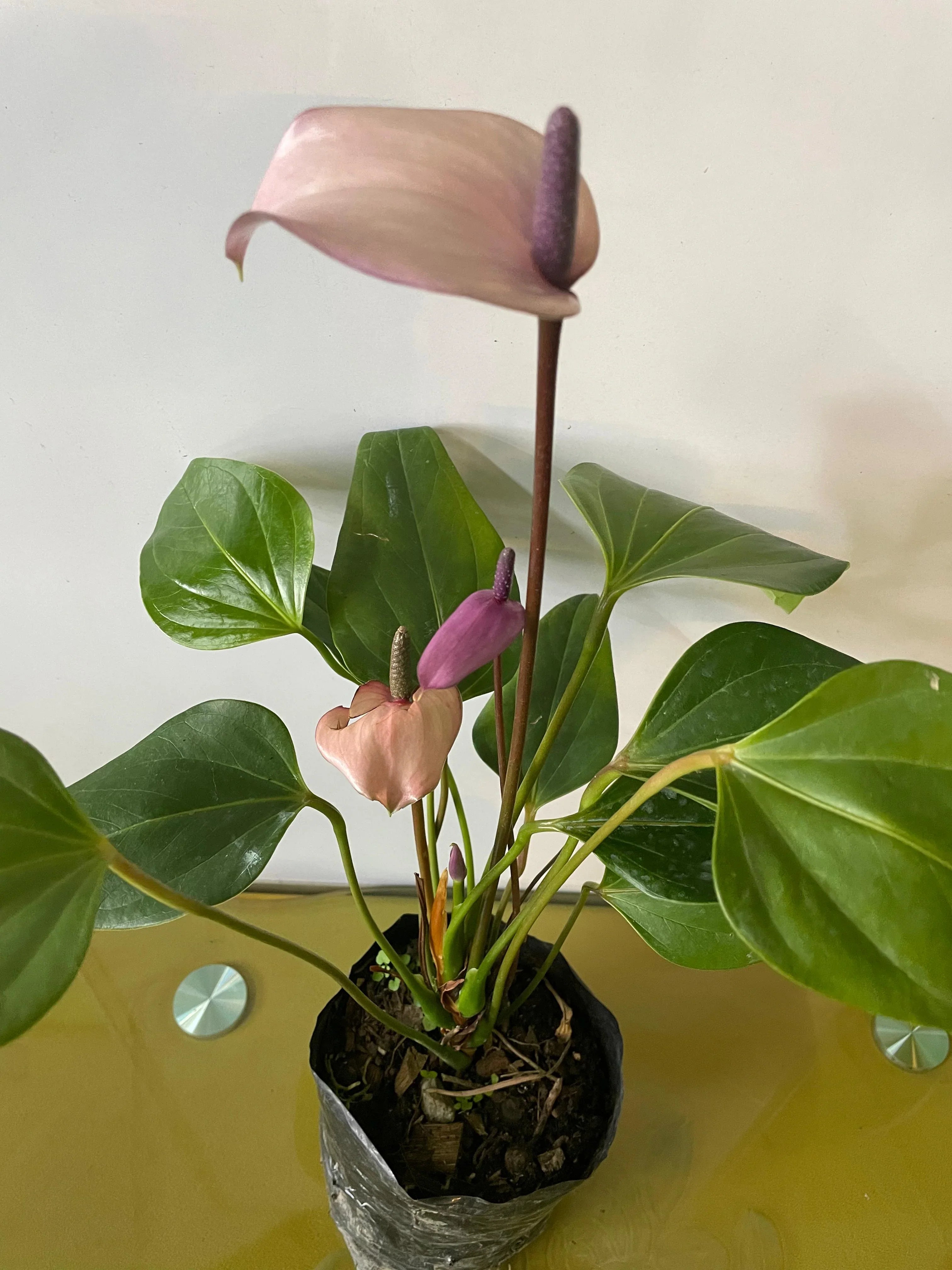 Violet Anthurium Flowers in Pots