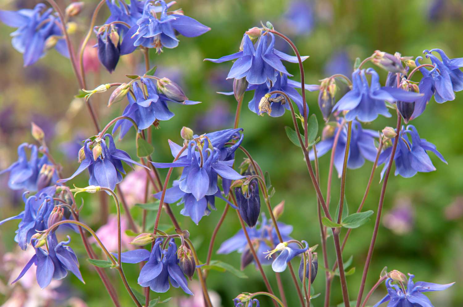 Aquilegia Columbine Flowers in Pots