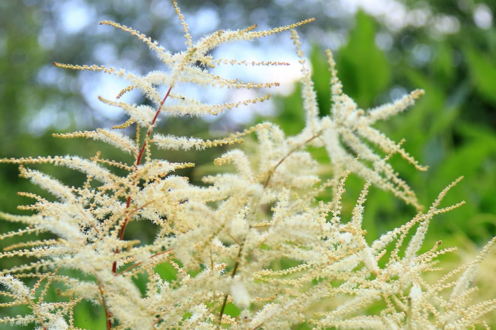 Aruncus White Flowers in Pots