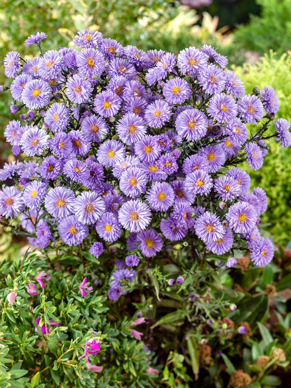 Aster Novi-Belgii Flowers in Pots