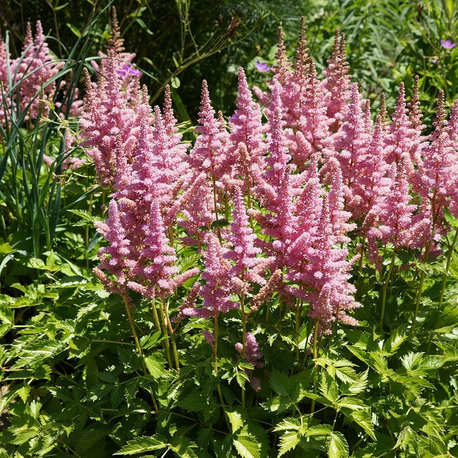 Astilbe Pumila Flowers in Pots