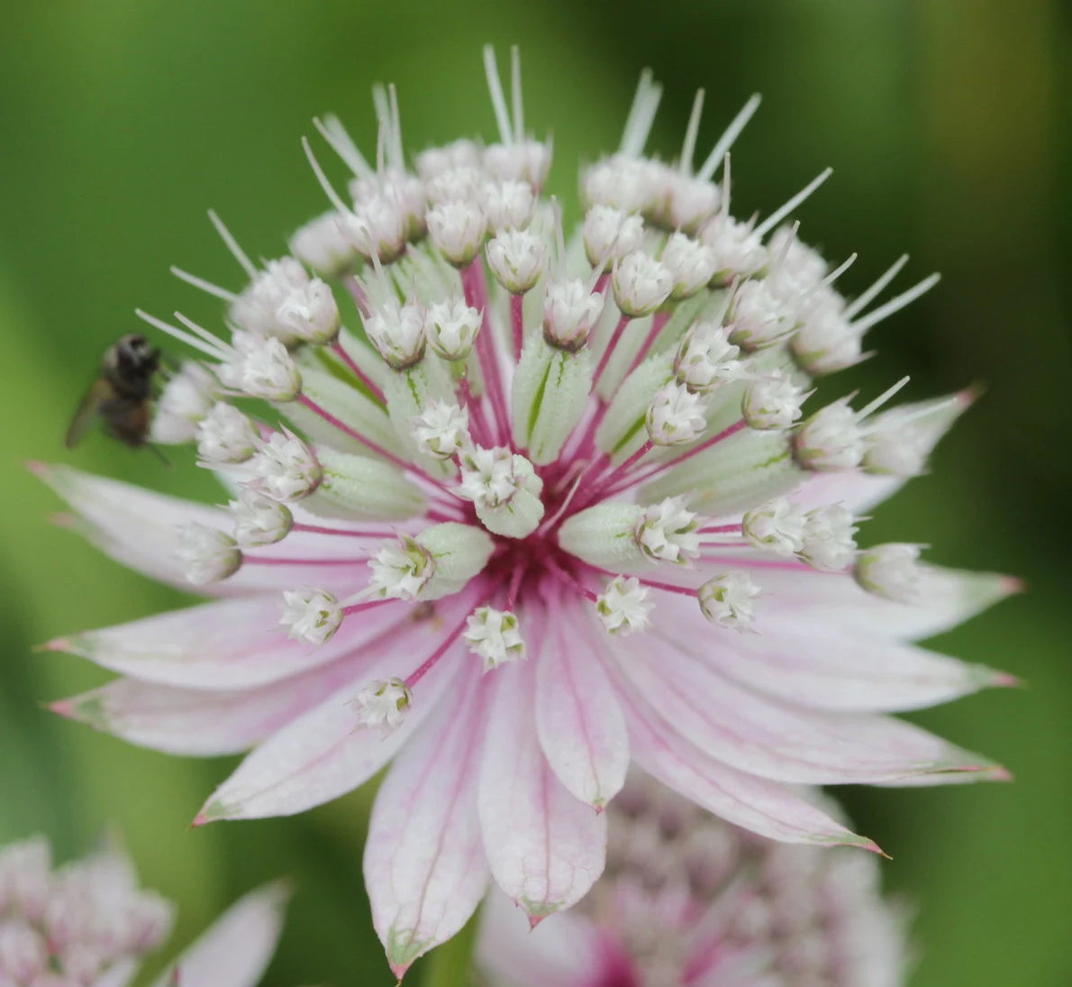 Astrantia Flowers in Pots