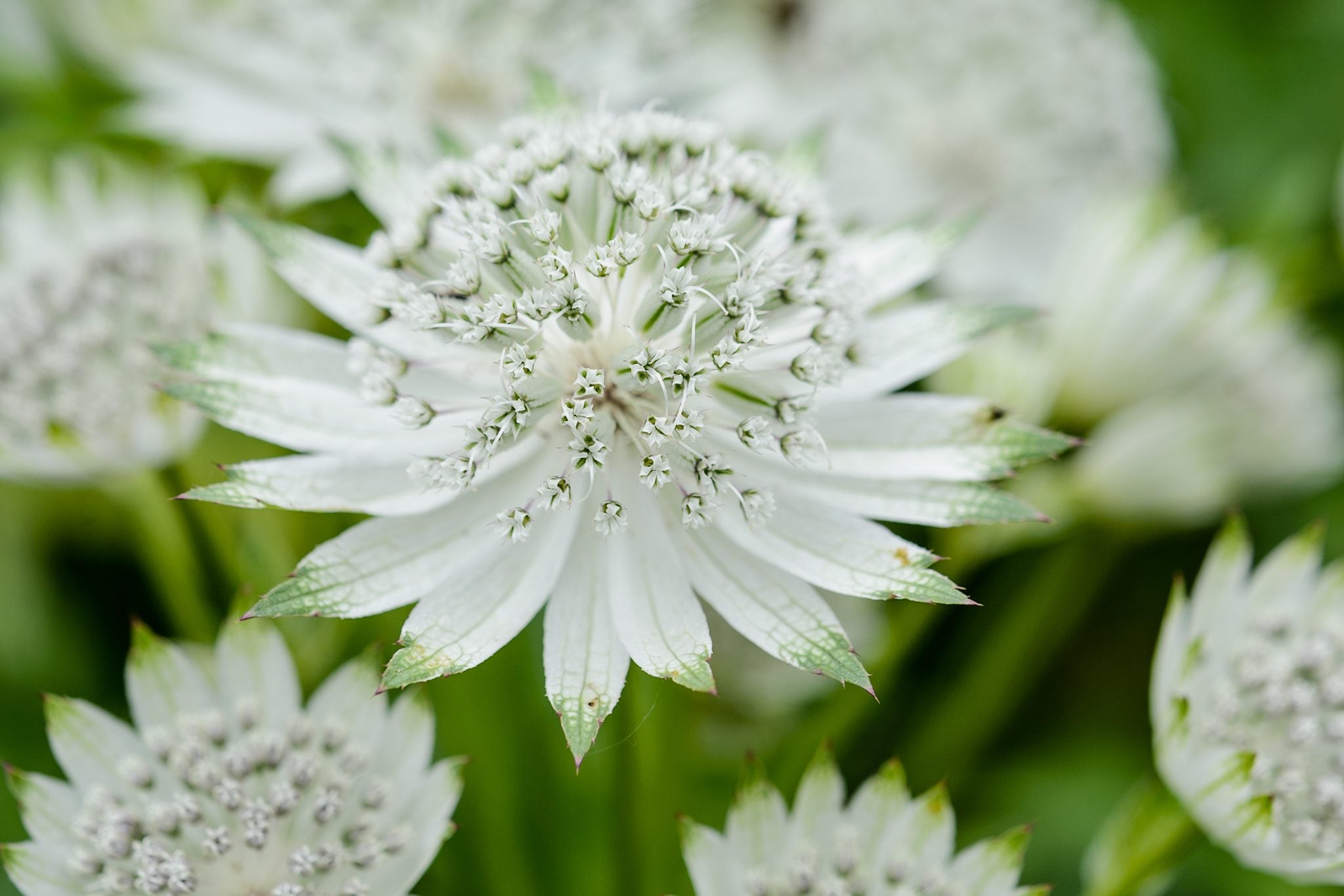 Astrantia White Flowers in Pots