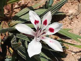 Babiana Tubulosa Flowers in Pots