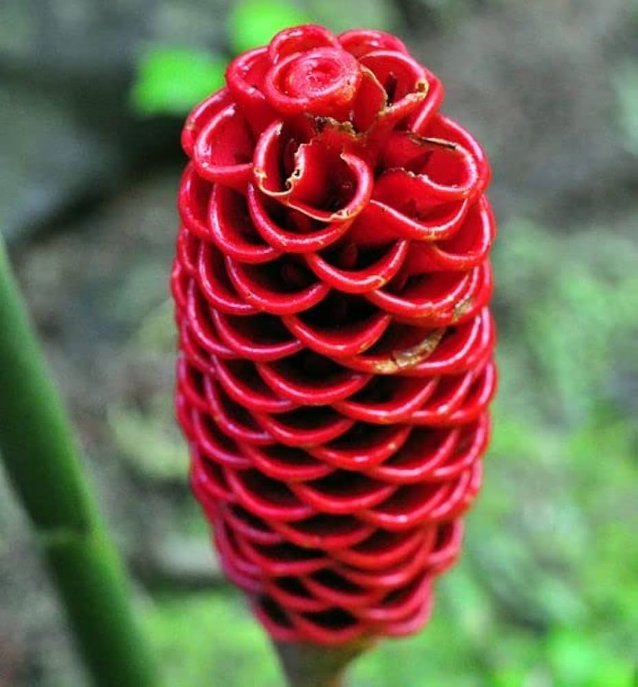 Tropical Beehive Ginger Flowers in Pots