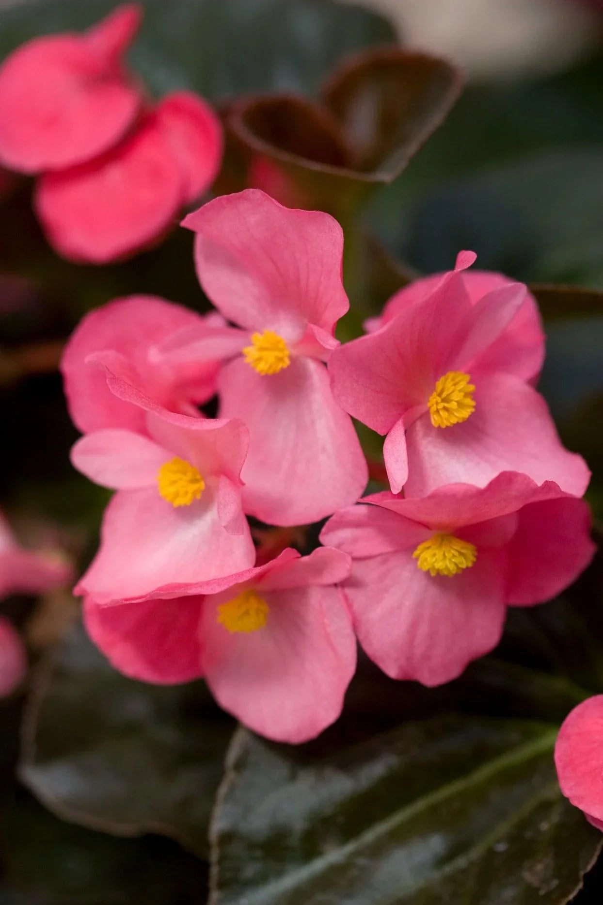 Begonia Flowers in Indoor Pots