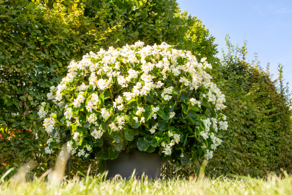 Begonia Flowers in Pots for Shade Gardens