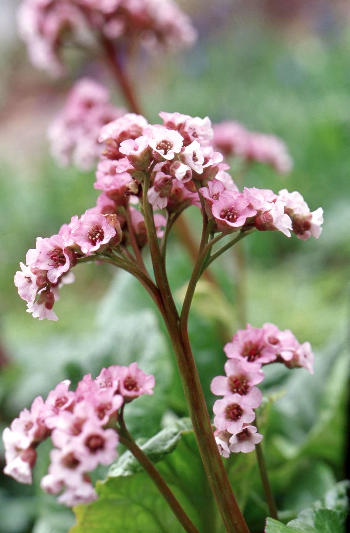 Bergenia Flowers in Pots