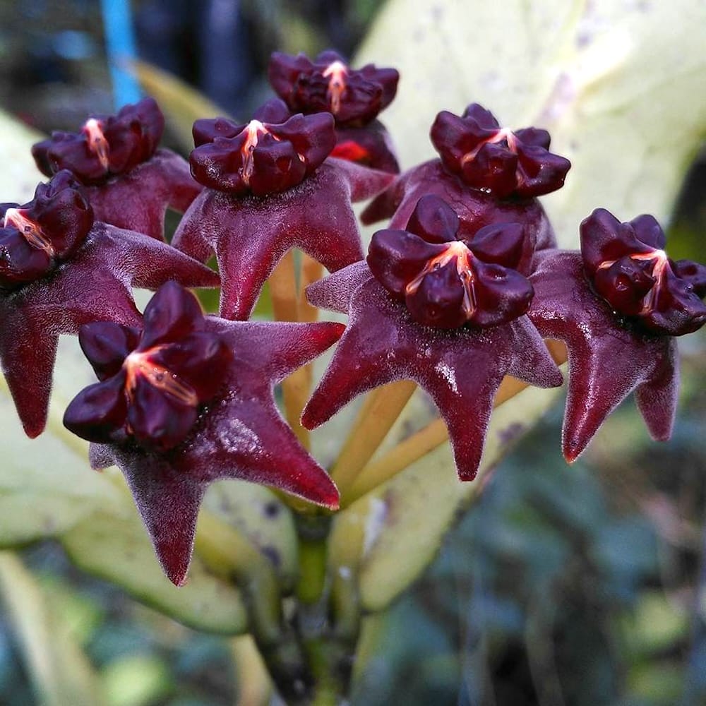 Black Hoya Flowers in Pots