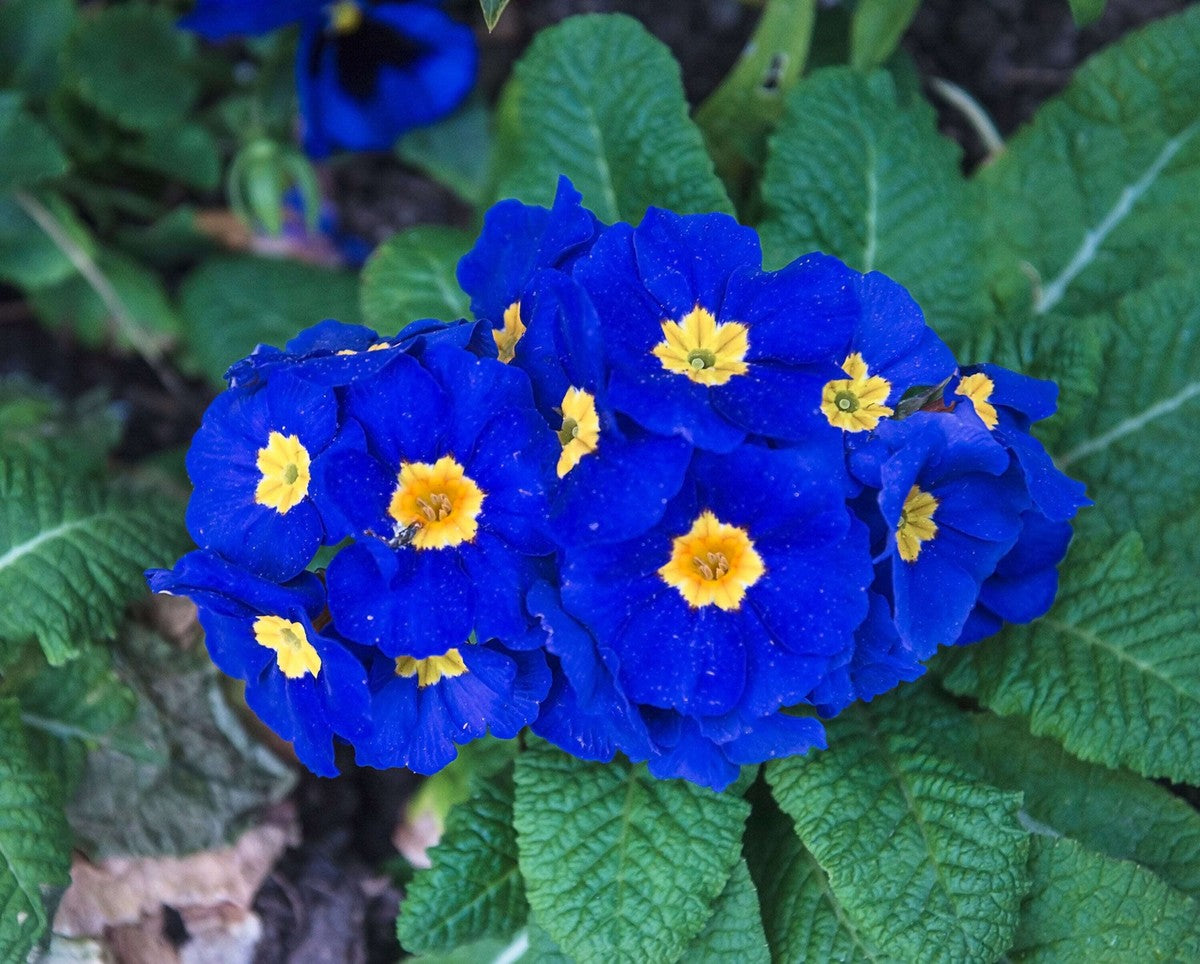 Blue Evening Primrose Flowers in Pots