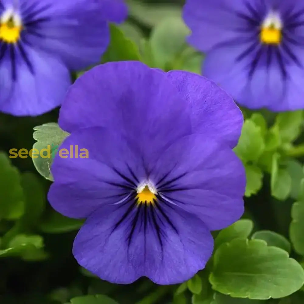 Blue Pansy Flowers in Pots