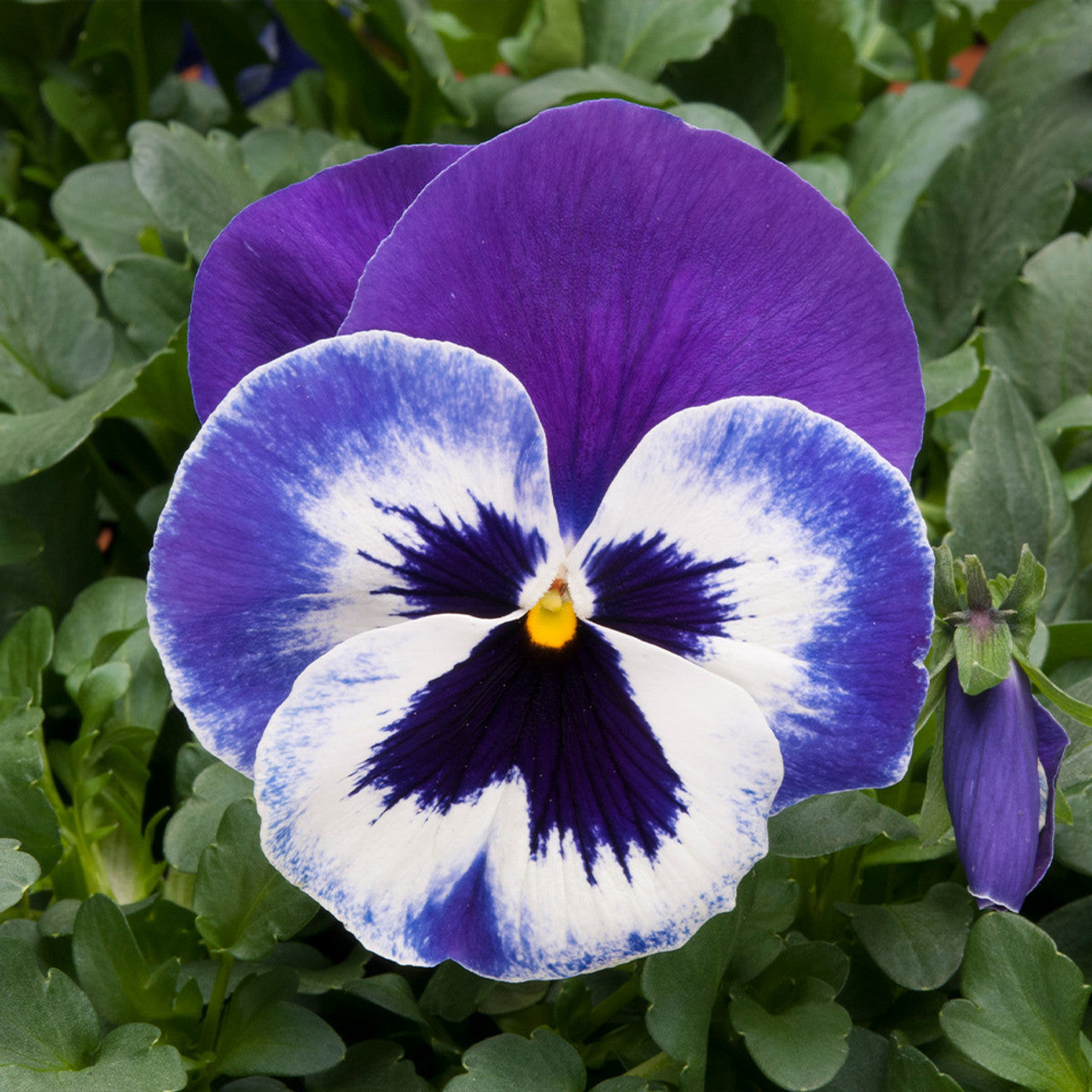 Pansy Flowers Blue & White Grown in Pots