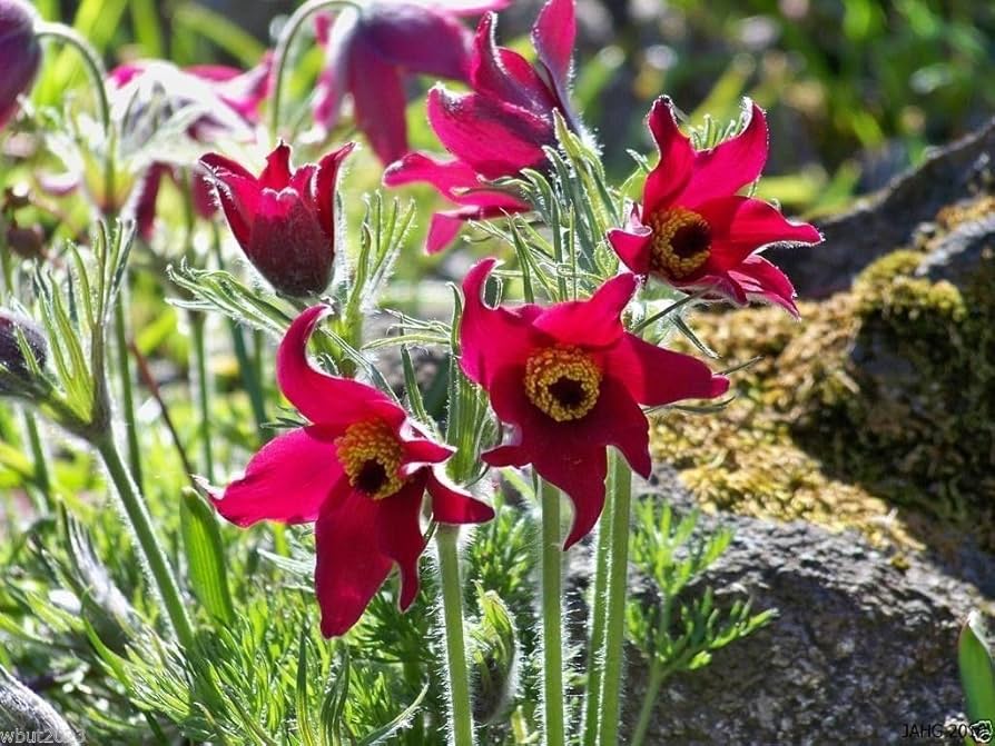 Bold Red Anemone Pulsatilla Flowers in Pots