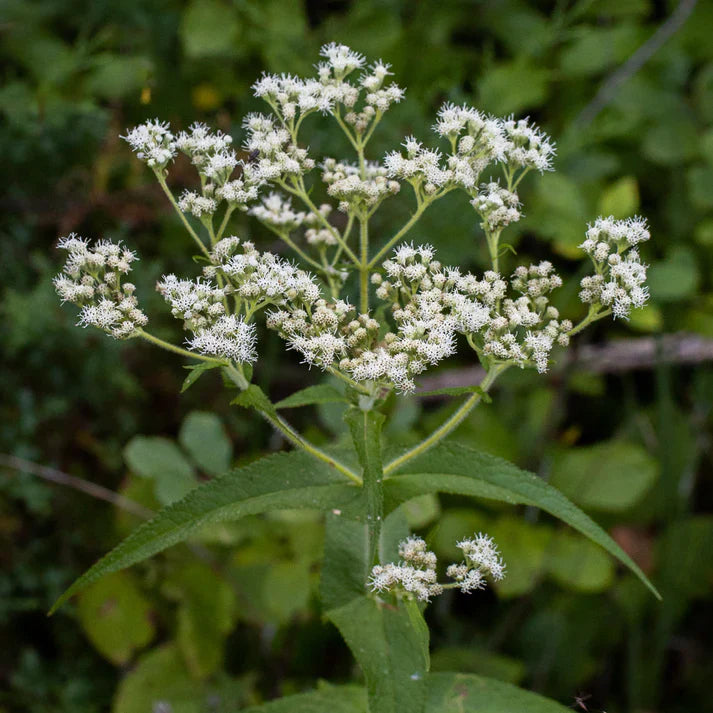 Boneset White Flowers in Pots