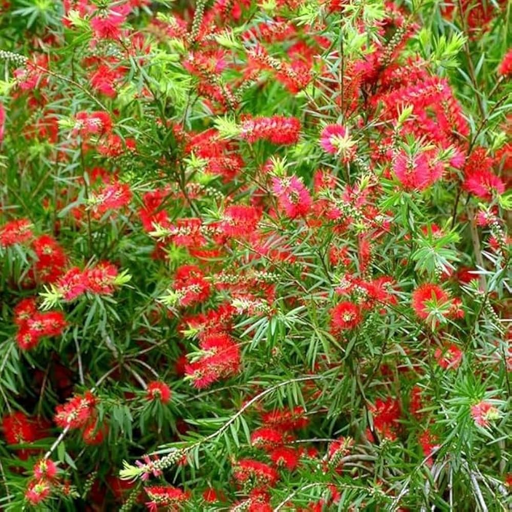 Bottle Brush Melaleuca Flowers in Pots