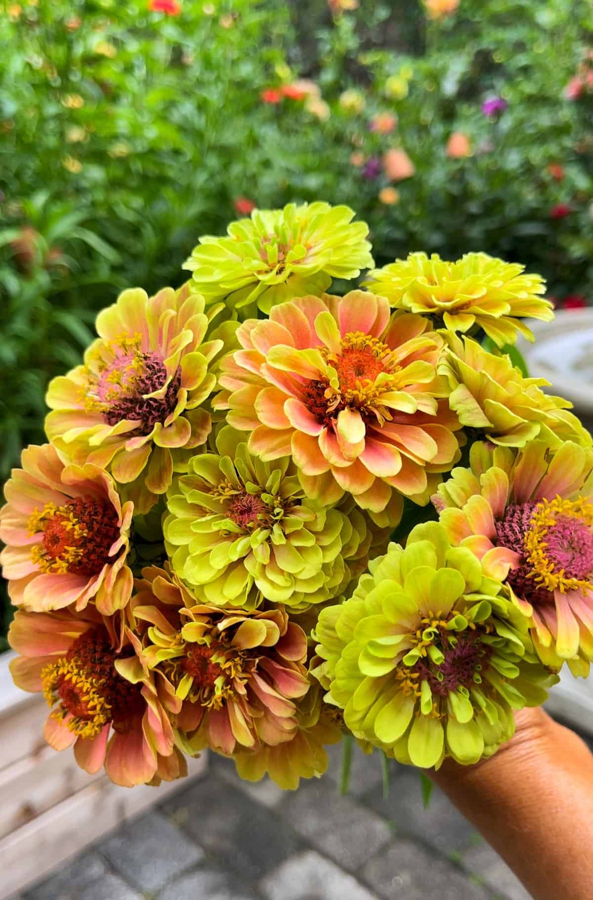 Brown and Yellow Zinnia Flowers in Pots