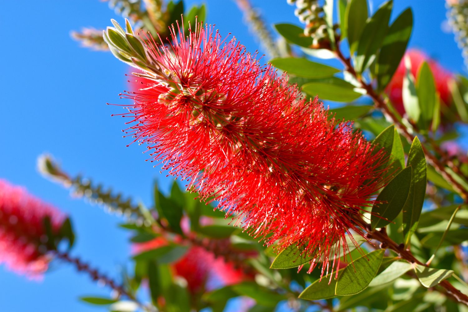 Brush Flower Plants Growing in Pots
