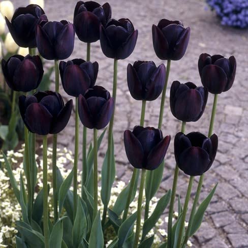 Burgundy Tulip Flowers in Pots