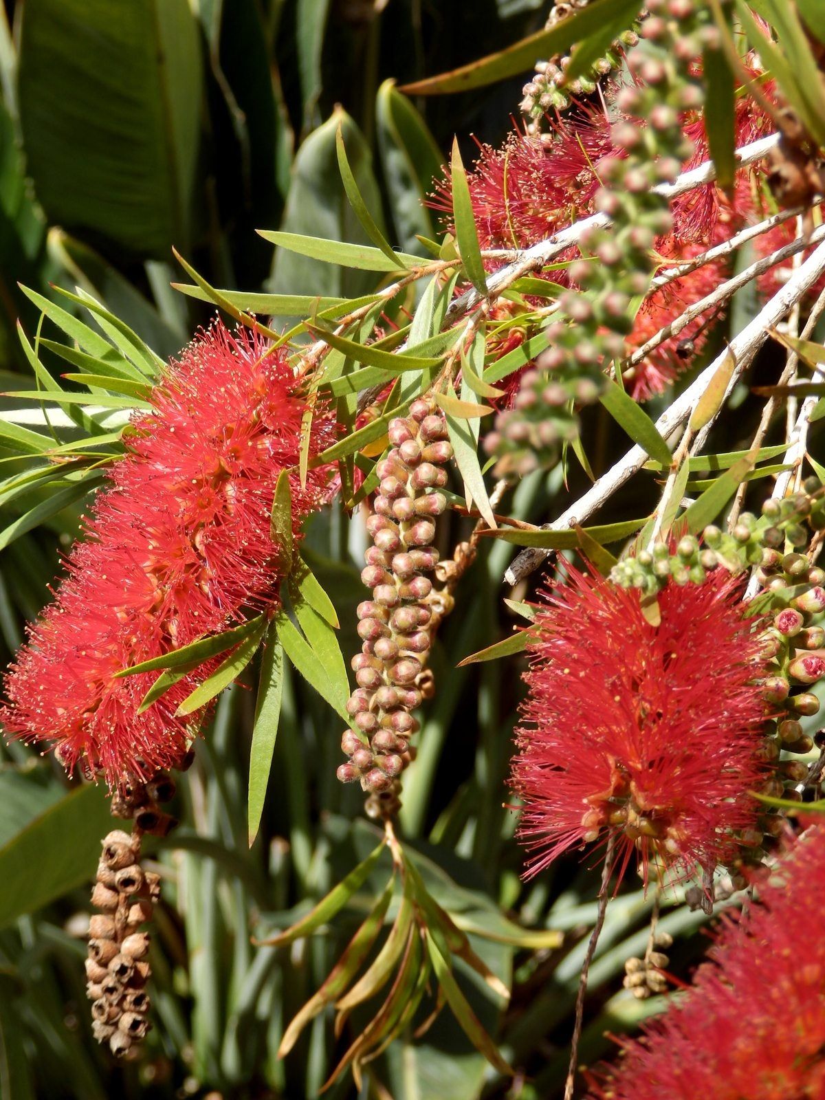 Vibrant Callistemon Flowers in Pots
