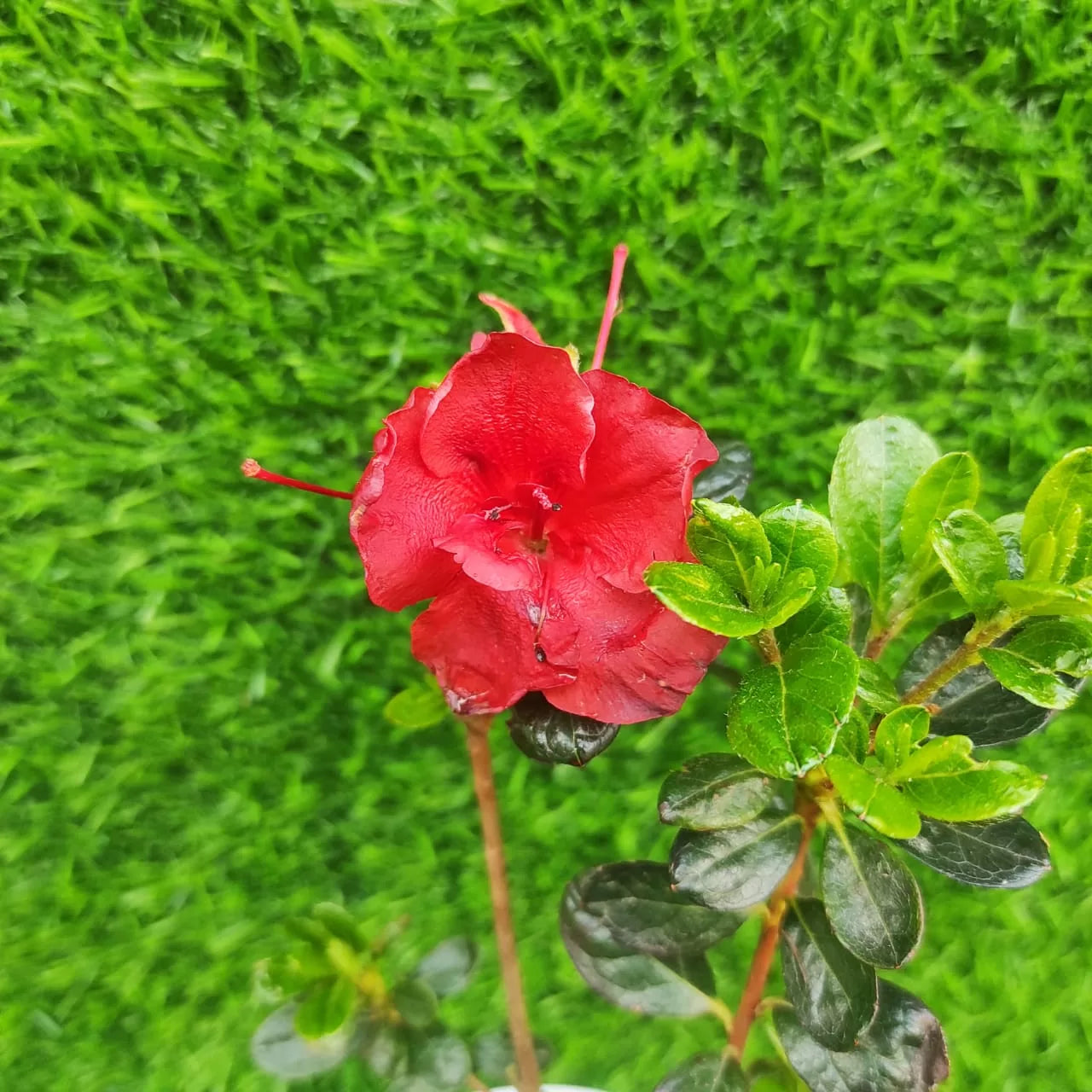 Chocolate Azalea Red Flowers in Pots