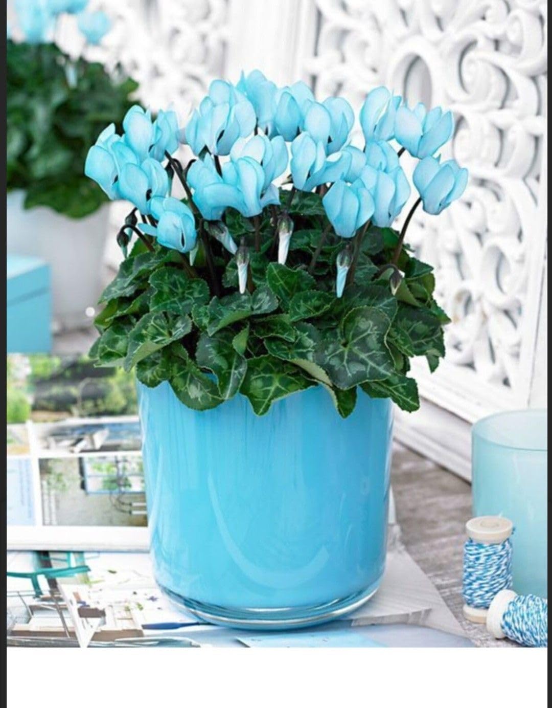 Dark Blue Cyclamen Flowers in Pots
